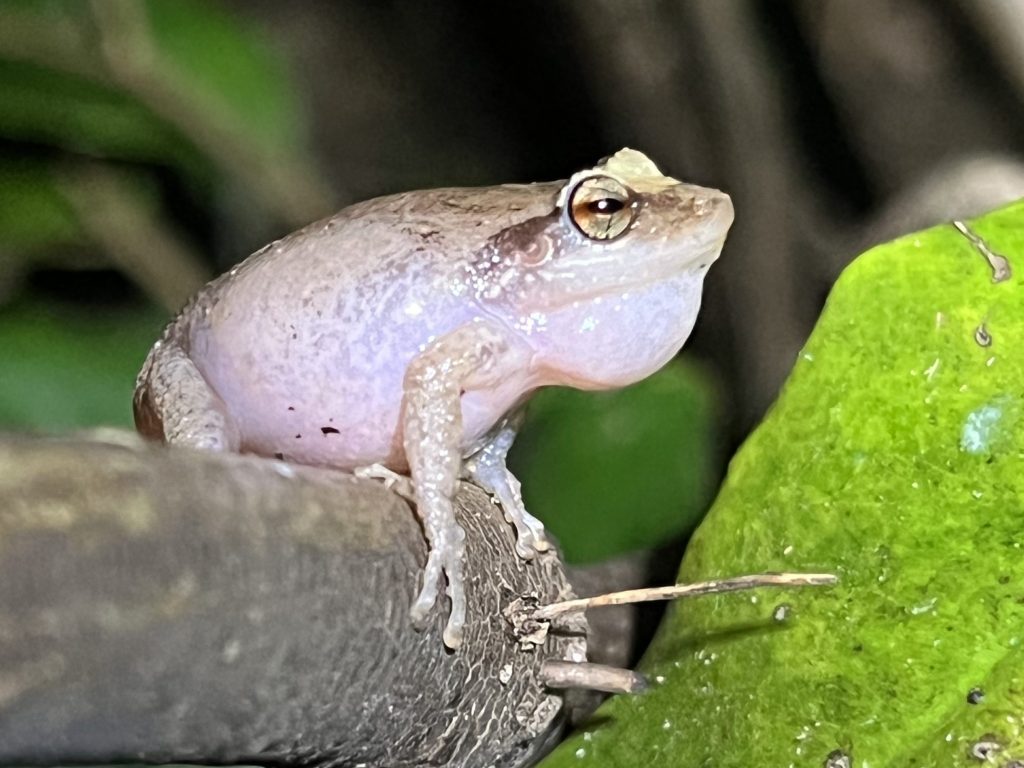 coqui frog